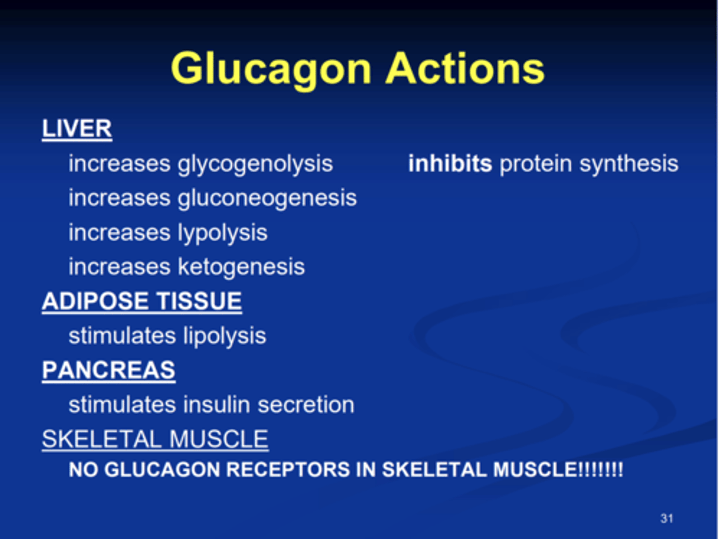 <p>- Secreted when blood glucose levels are low</p><p>(Hint: Glucagon is needed when glucose is gone)</p><p>- Raises blood glucose concentration</p><p>FUNCTIONS:</p><p>- Stimulates conversion of glycogen to glucose</p><p>- Stimulates conversion of amino acids to glucose</p>