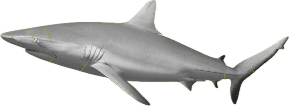 <p>Name all the body parts XD </p>