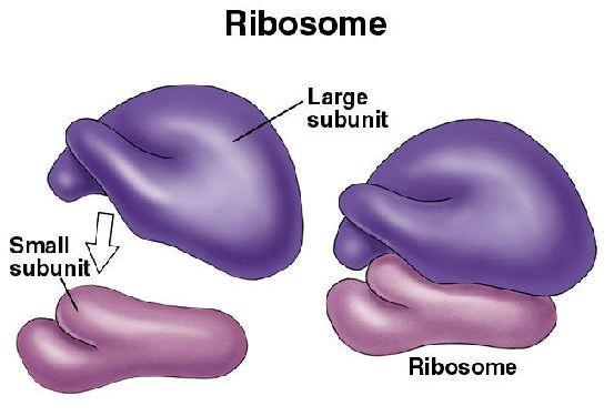 <p>Ribosome: Function</p>