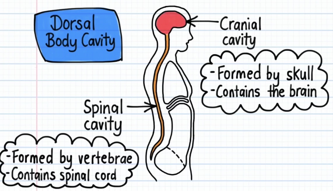 <p>The cranial cavity is in the ___ body cavity and contains the ___</p>