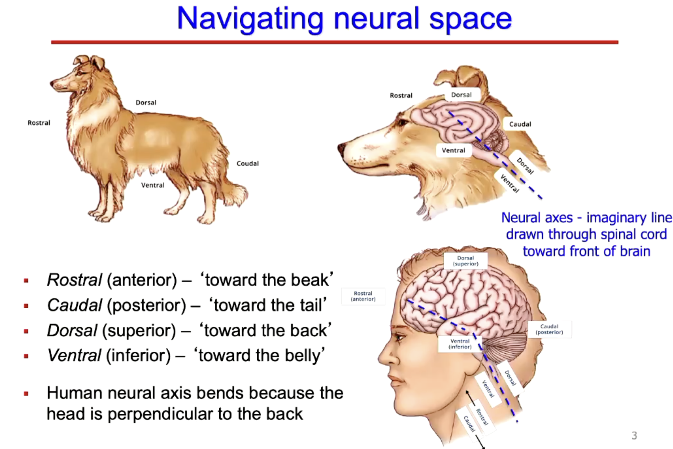 <p>Rostral is anterior</p><p>Caudal (posterior<br>Dorsal (superior<br>ventral (inferior).</p><p></p><p></p>