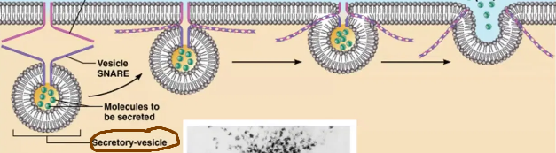 <p>Endocytosis in reverse — a secretory vesicle containing material fuses with the plasma membrane and releases its contents into the extracellular fluid (ECF).</p>
