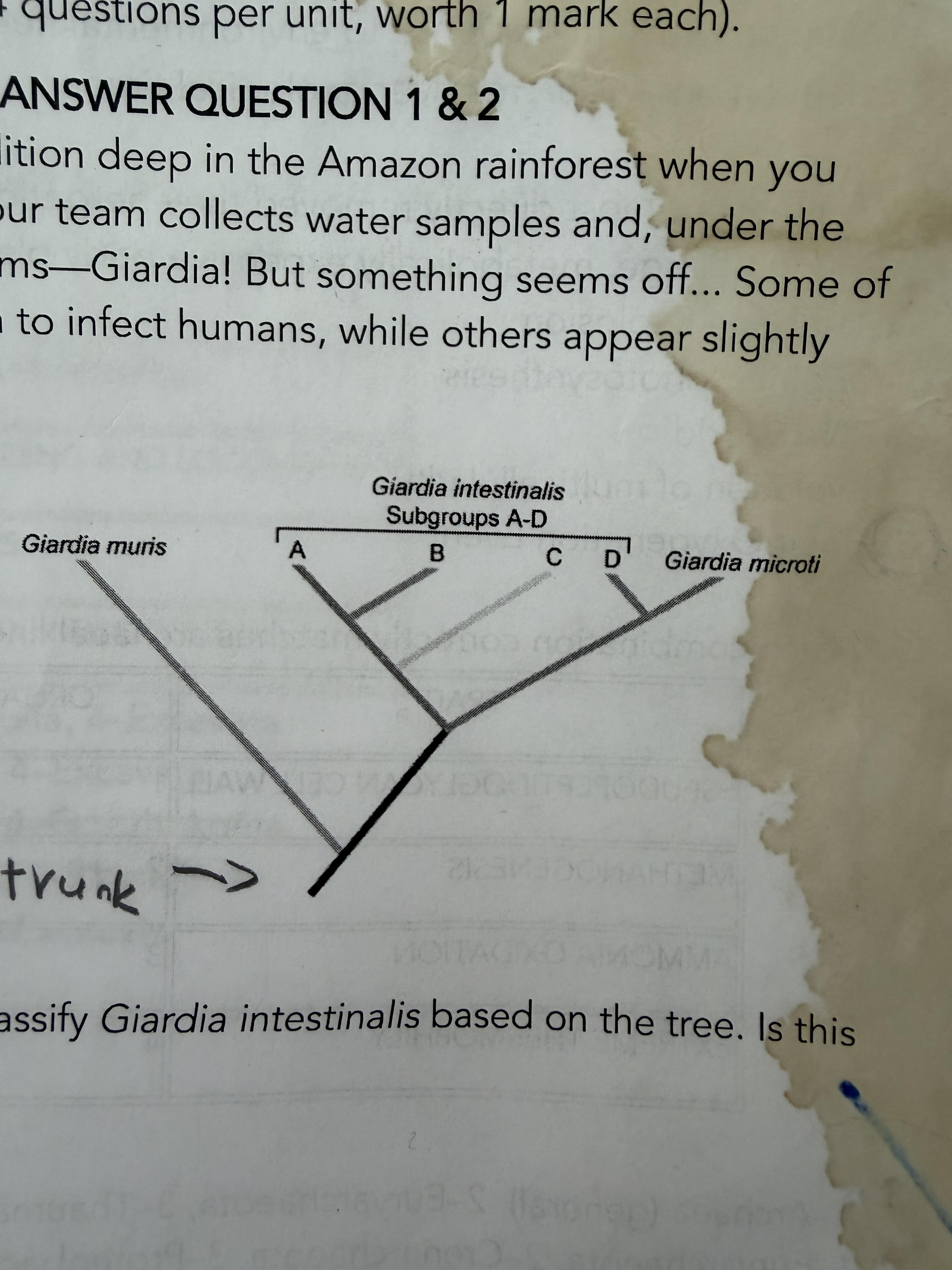 <p>Excited by your discovery, you send genetic samples back to your lab. The results confirm what a team of researchers suspected in 1999 — these Giardia groups have genetic differences so significant that they might actually be different species! The lab provides you with a phylogenetic tree showing their evolutionary relationships.</p><p>Now it’s up to you, the top scientist, to classify Giardia intestinalis based on the tree. Is this group Paraphyletic, Monophyletic, Polyphyletic, Parsimonious, or Extinct?</p>