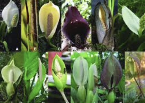 <p>Members of the Areaceae family have both the largest and smallest _________ of the world</p>