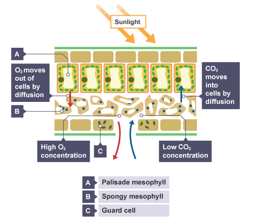 <p>Explain diffusion in the leaves of plants.</p>