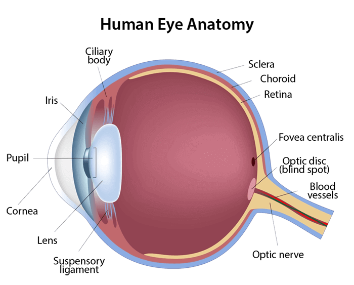 <p><span>A tiny, central pit located in the macula of the retina</span></p>