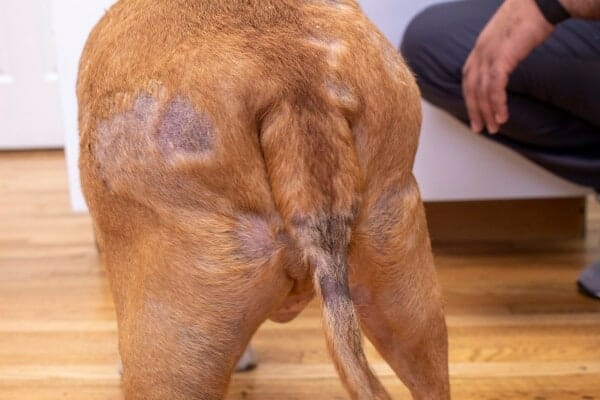 <p>Hypothyroid Alopecia Patterns</p>