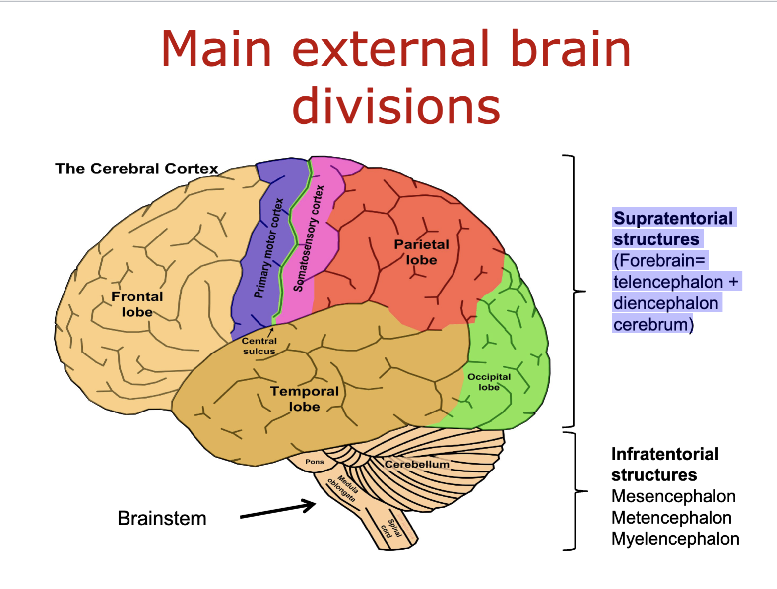 <p>forebrain:</p><ul><li><p>telencephalon</p></li><li><p>diencephalon cerebrum</p></li></ul><p></p>