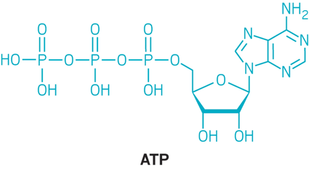 <p>ATP</p><ul><li><p><span>providing readily releasable energy to drive vital biochemical reactions through the hydrolysis of its high-energy phosphate bonds into ADP and inorganic phosphate</span></p></li></ul><p></p>