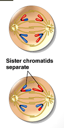 <p>spindle fibres shorten → chromatids separate at centromeres</p><p>chromatids move to opposite poles</p><p>23 single stranded chromosomes/chromatids at each pole</p>