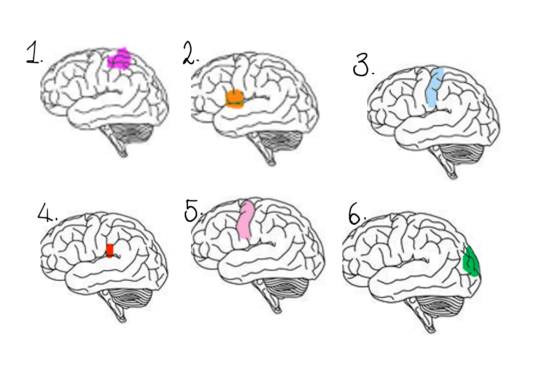 <ol><li><p>Wernicke’s area </p></li><li><p>Broca’s area </p></li><li><p>Somatosensory </p></li><li><p>Auditory </p></li><li><p>Motor </p></li><li><p>Visual </p></li></ol><p></p>