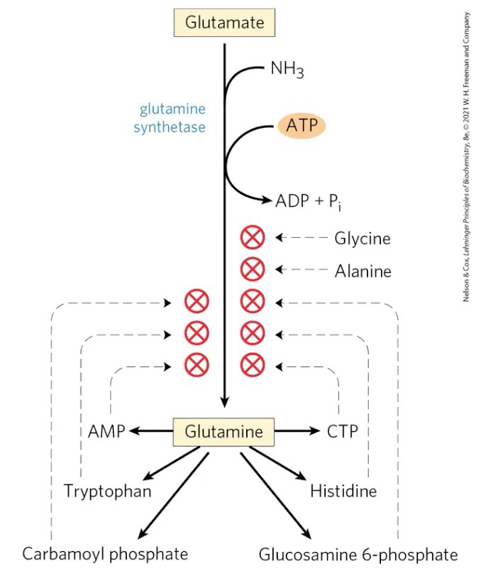 <p>Allosterically inhibited by several end-products of glutamine</p>