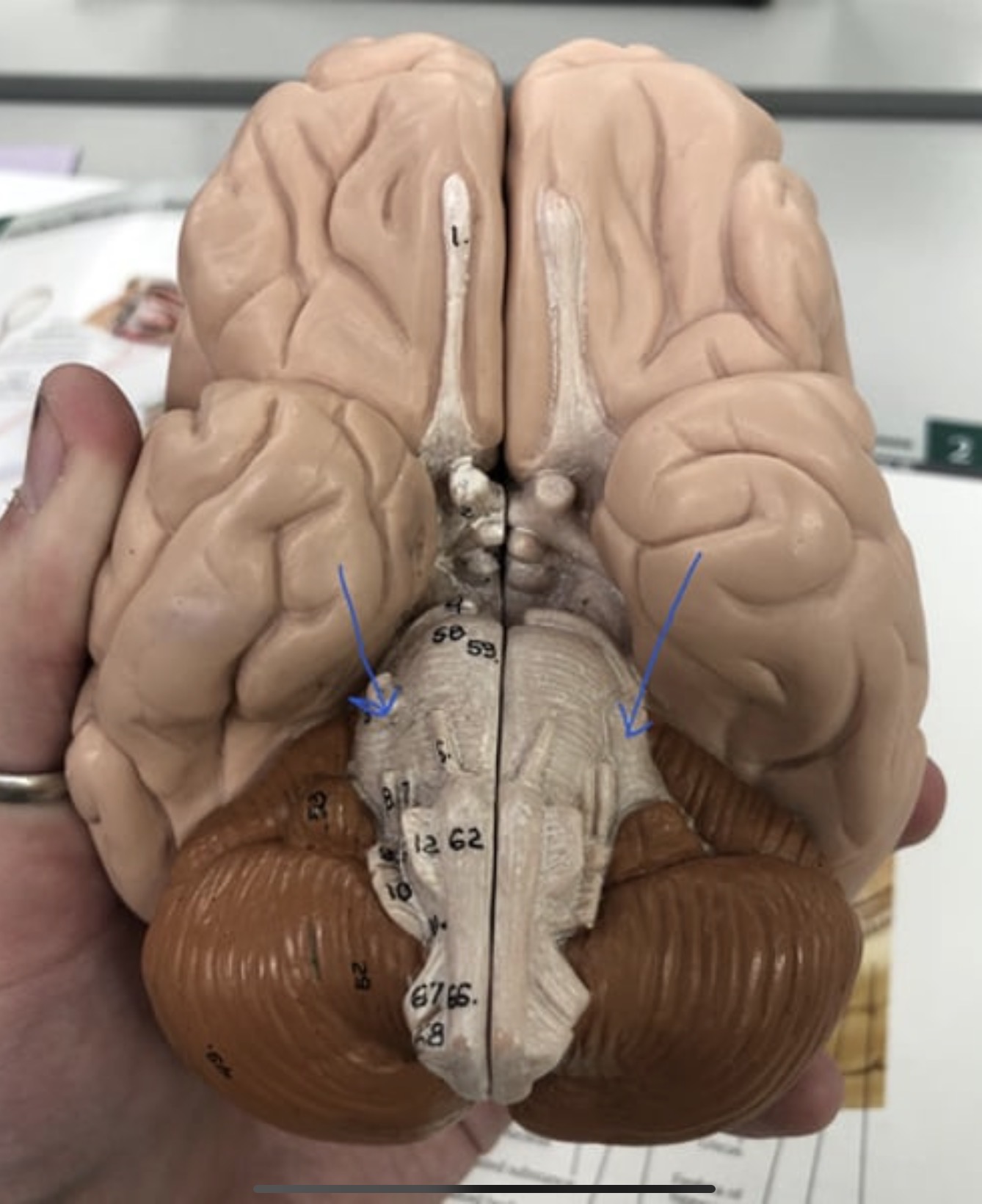 knowt flashcard image