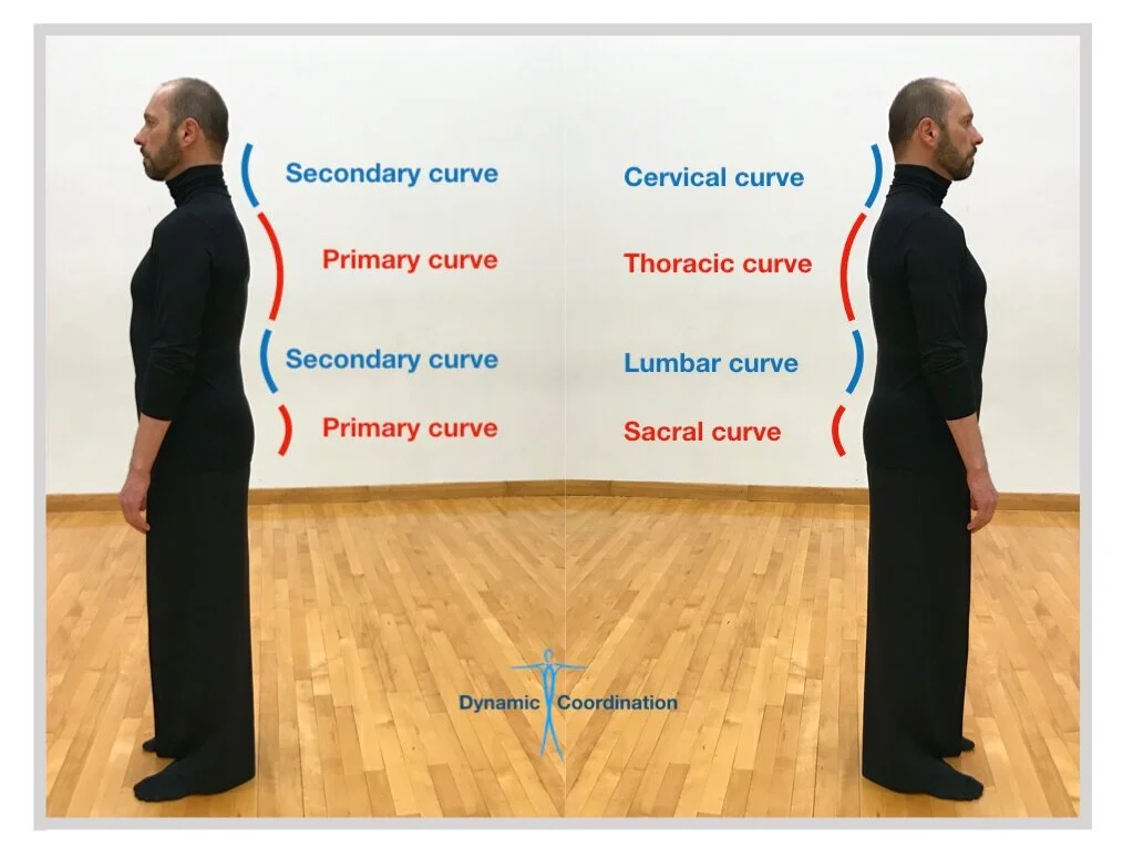 <p>Primary</p><p>1) Concave </p><p>2) Thoracic and Pelvic </p><p>3) formation </p><p>Secondary</p><p>1) Convex </p><p>2) Cervical and Lumbar </p><p>3) Formation </p>