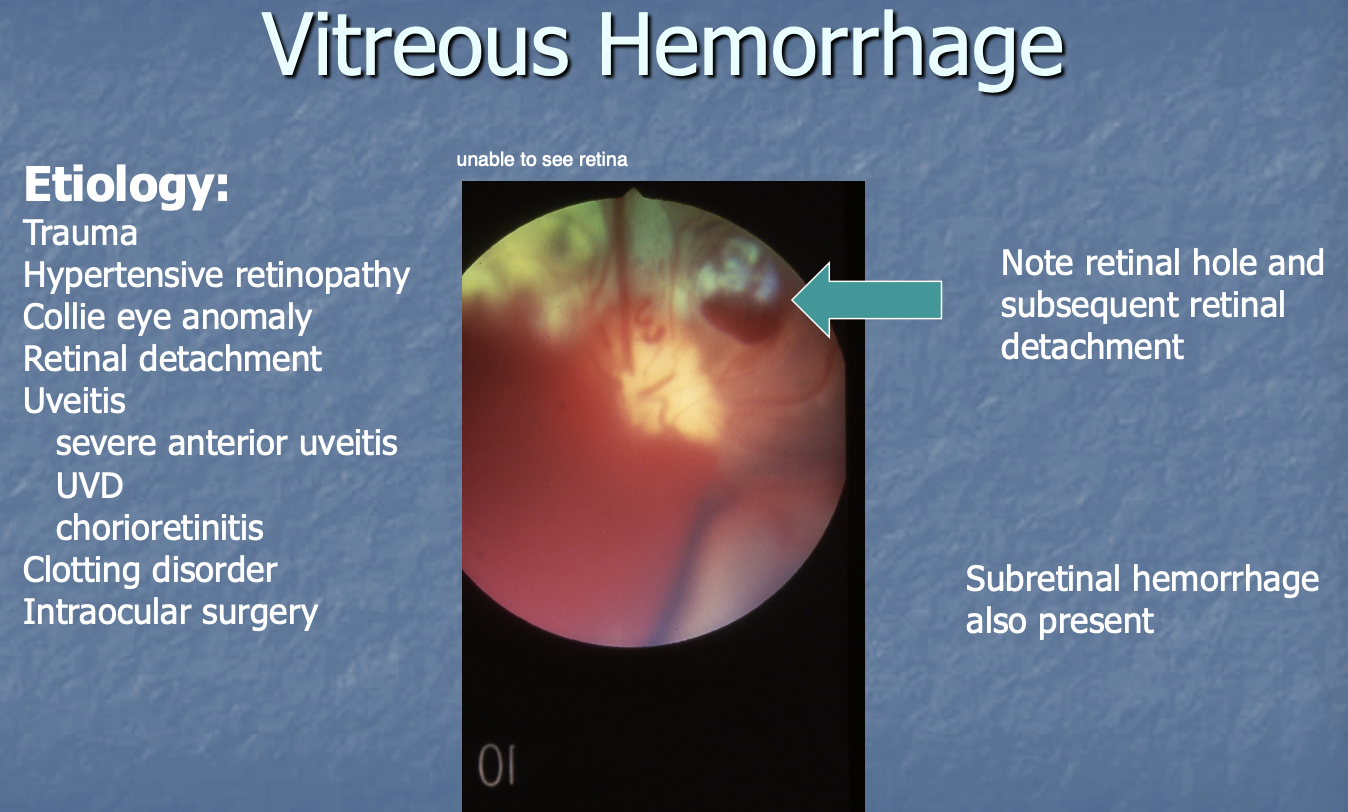 <p>Trauma.</p><p>Hypertensive retinopathy.</p><p>Collie eye anomalies.</p><p>Detached retina.</p><p>Uveitis.</p><p>Clotting disorder.</p><p>Intraocular Sx.</p>