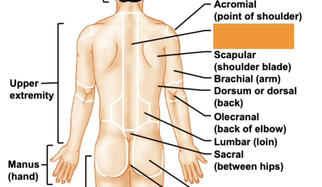 <p>spinal column</p>