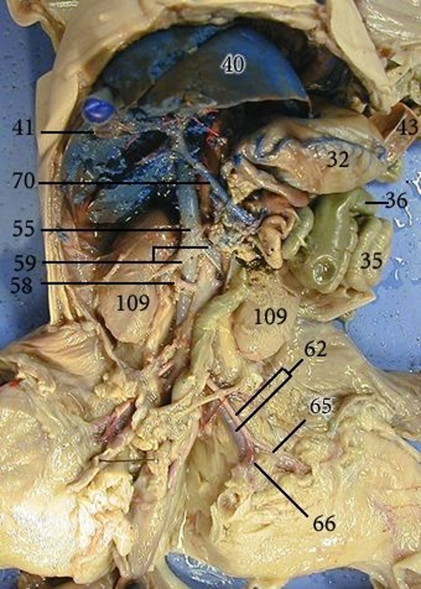 <p>65 = ?</p>