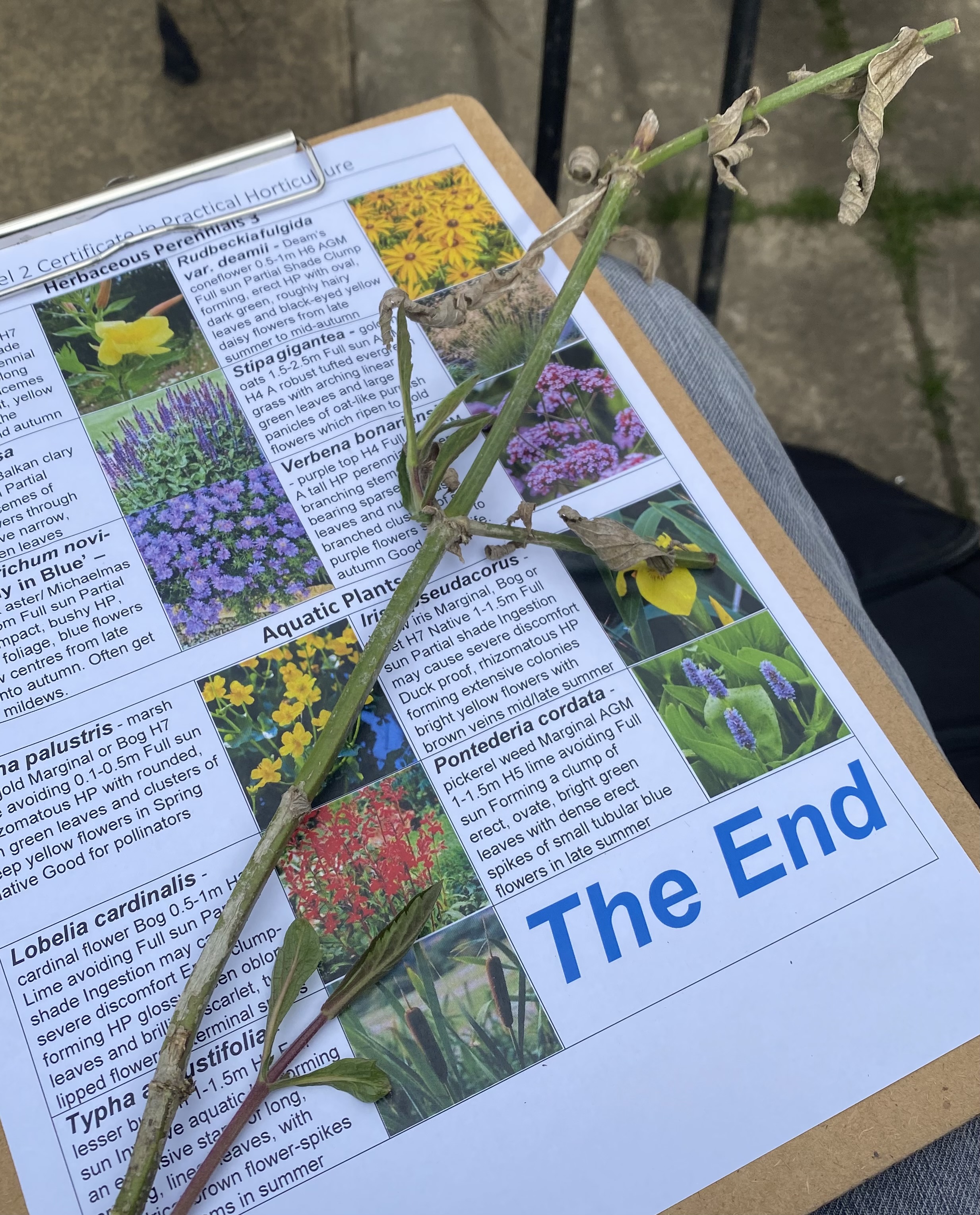 <p>Purple Top Latin name</p>