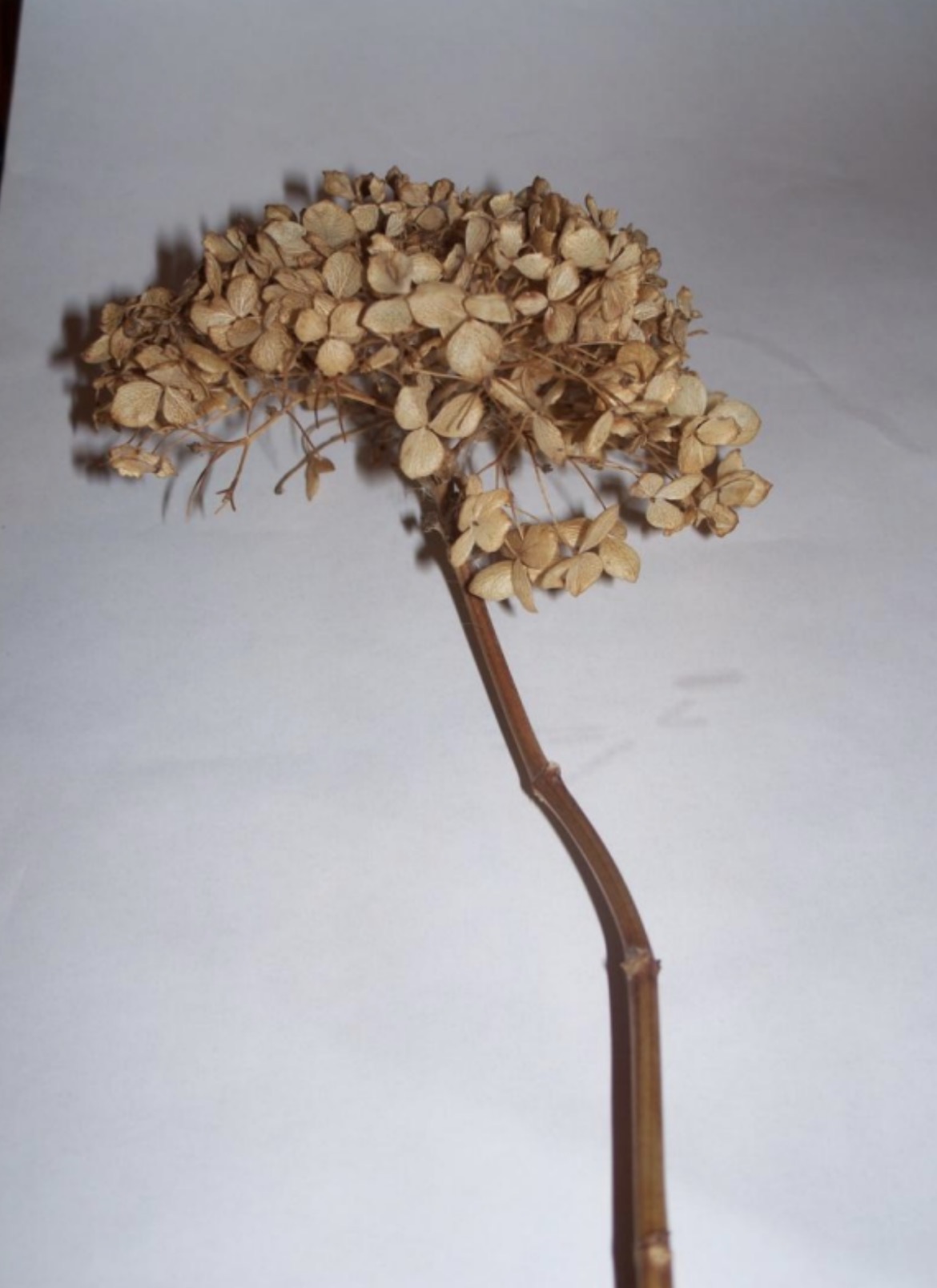 <p>What is this branch?</p>