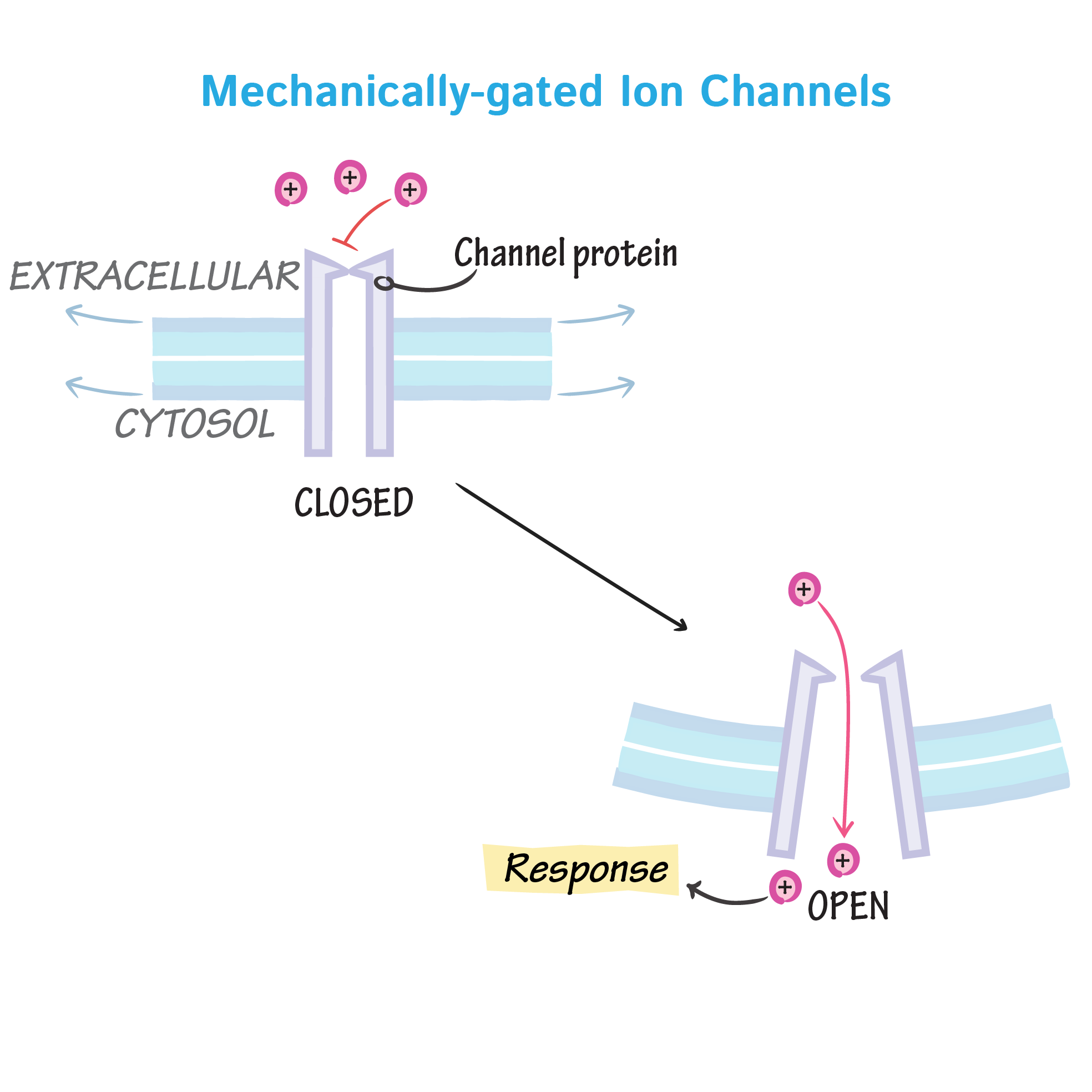<p>What opens a mechanically gated ion channel?</p>