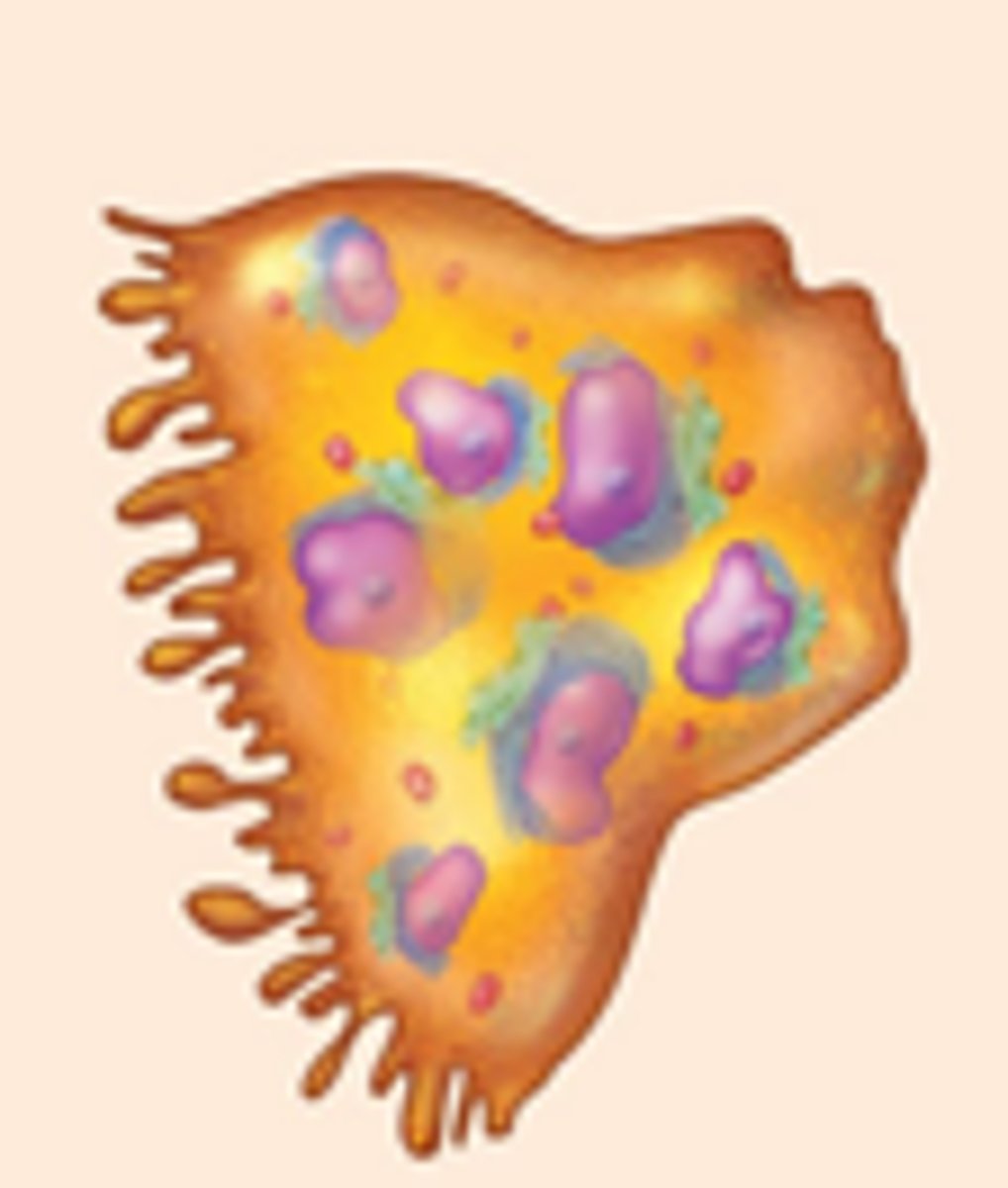 <p>Bone‑resorbing cells that break down matrix.</p>