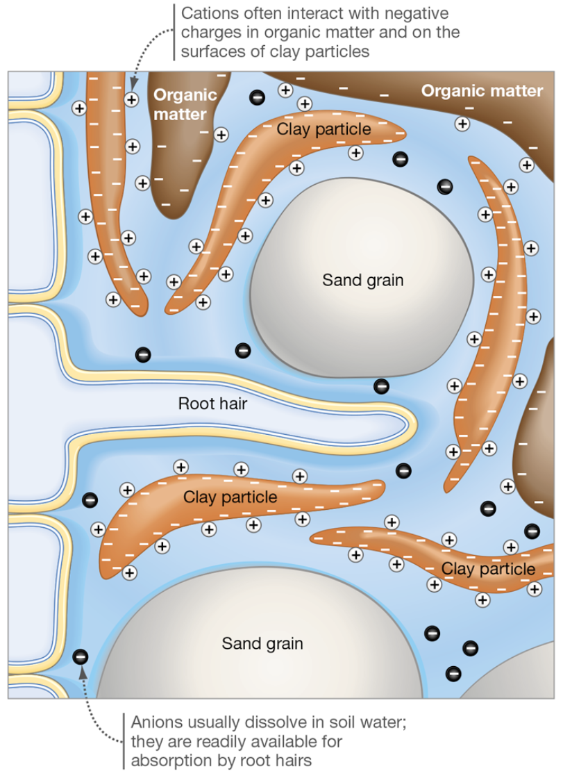 <p>What is the role of ionic charge and soil texture?</p>