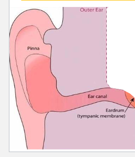<p>conducts sound from pinna</p><p>to tympanic membrane</p>