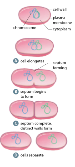 <p>bacteria and other prokaryotes - <strong>single</strong>, circular <strong>chromosome </strong>and no nucleus</p><p>replicates via binary fission</p><p><strong>favourable </strong>conditions = <strong>exponential </strong>division <strong>rate </strong>(huge populations in little time)</p>