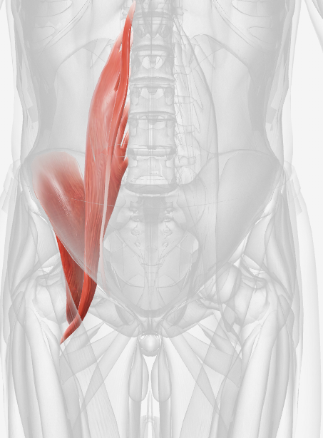 <p>Which muscle is this? (right)</p>