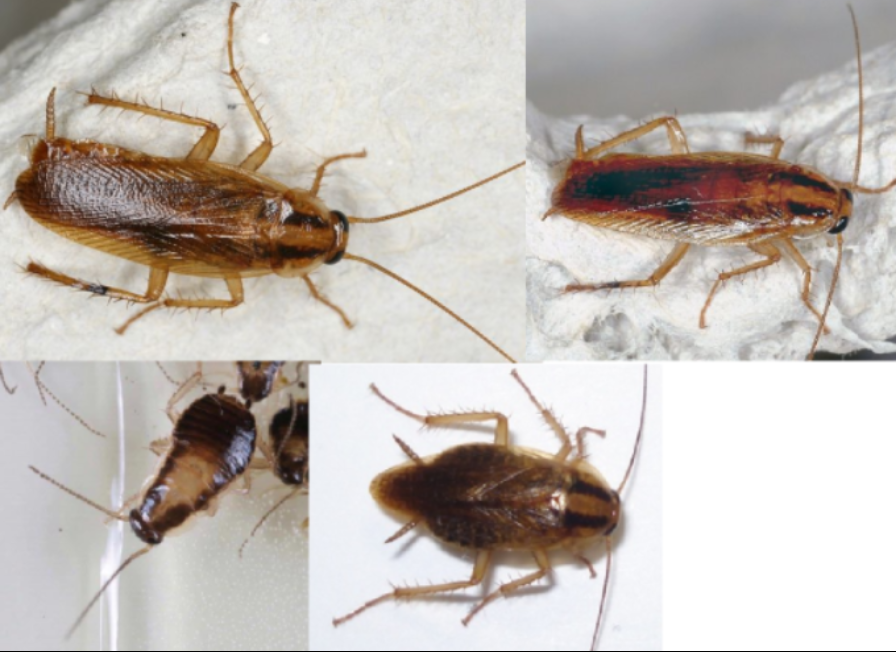 <p>ŘÁD- česky, latinsky</p><p>Podřád- /</p><p>Infrařád- /</p><p>Čeleď- /</p><p>Rod- /</p><p>Druh- česky</p>