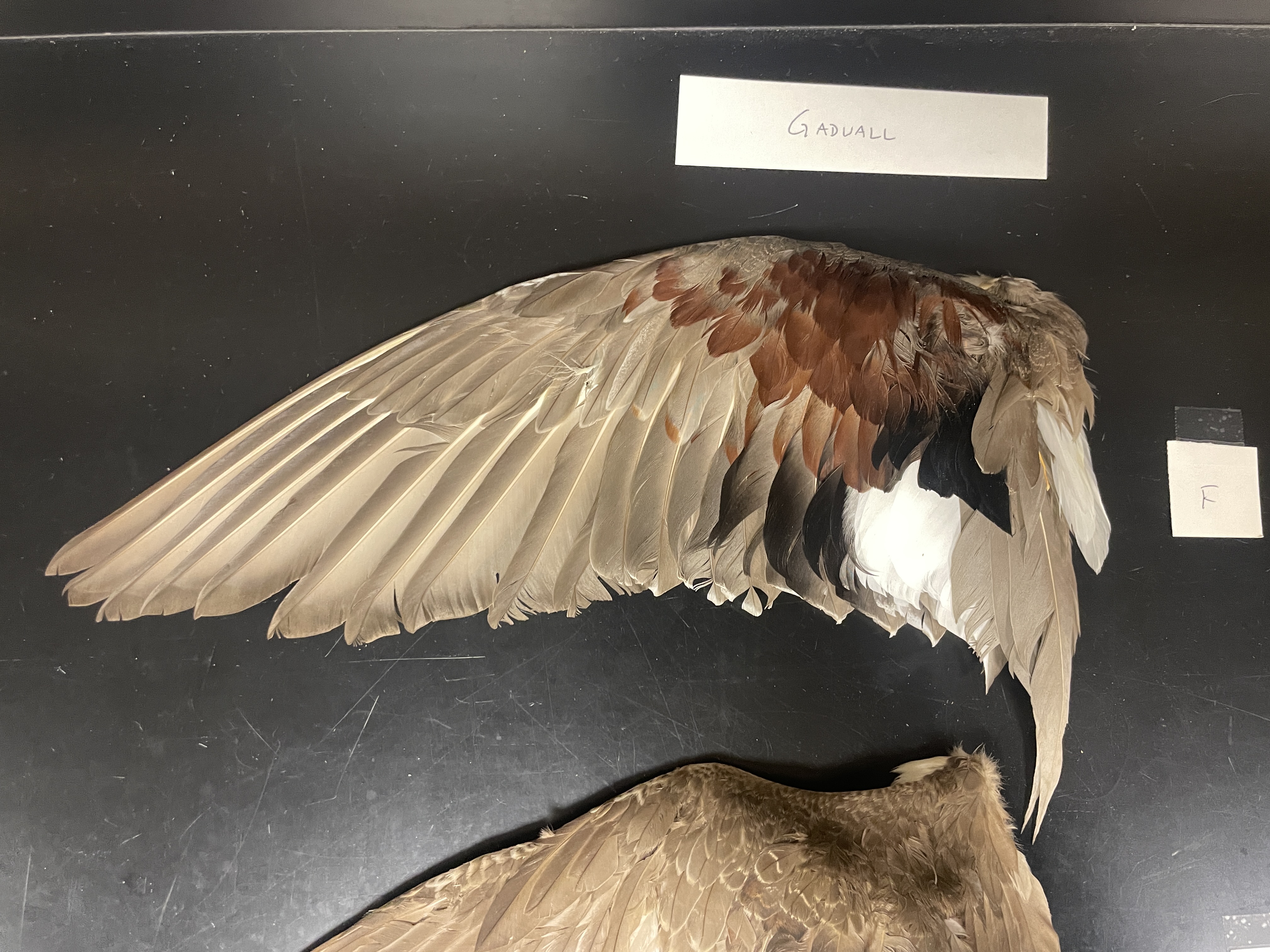 <p>male gadwall</p><p>have chestnut, reddish-brown, and black on their wing coverts</p><p>white speculum bordered by black</p>