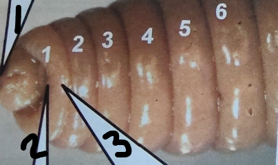 <p>What is point 2 on this earthworm</p>