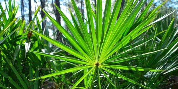 <p>نخلک اره‌ای</p>