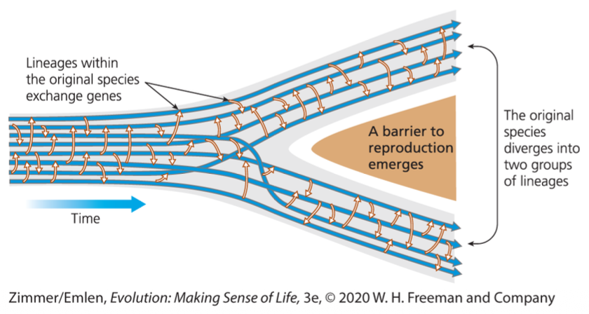 <p>the evolutionary process by which new species arise through reproductive isolation. Speciation causes one evolutionary lineage to split into two or more lineages.</p>
