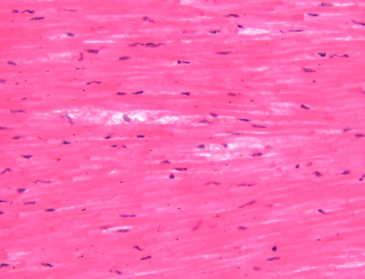 <p><span>Identify the tissue in the micrograph.</span></p>