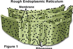 <p>Rough Endoplasmic Reticulum (RER)</p>