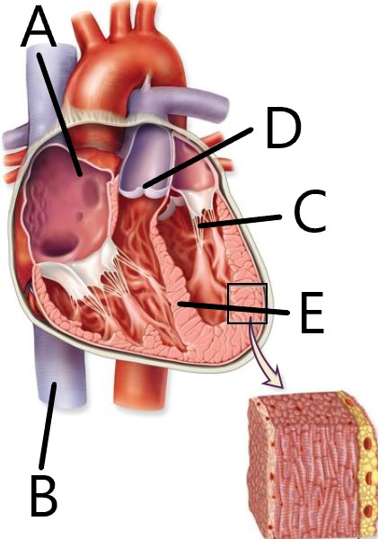 <p>Match each structure with correct letter (Interior Heart)</p>