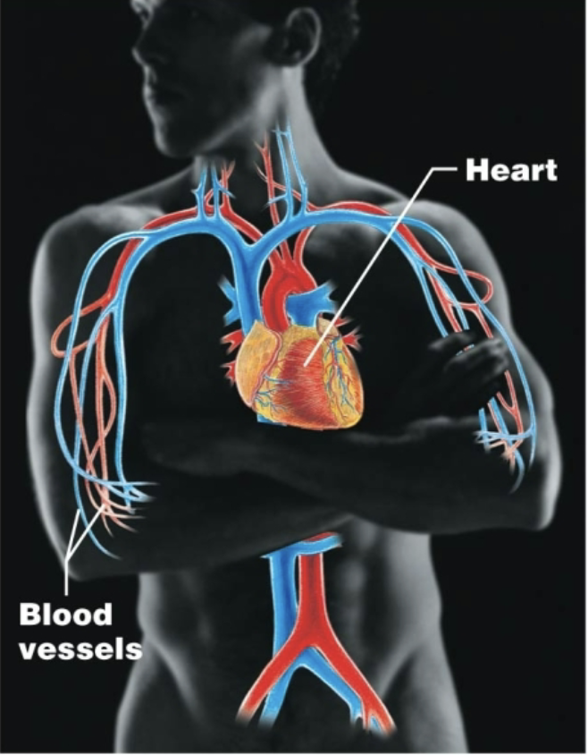 <p>Heart, blood vessels<br>Pumps and transports blood throughout the body</p>