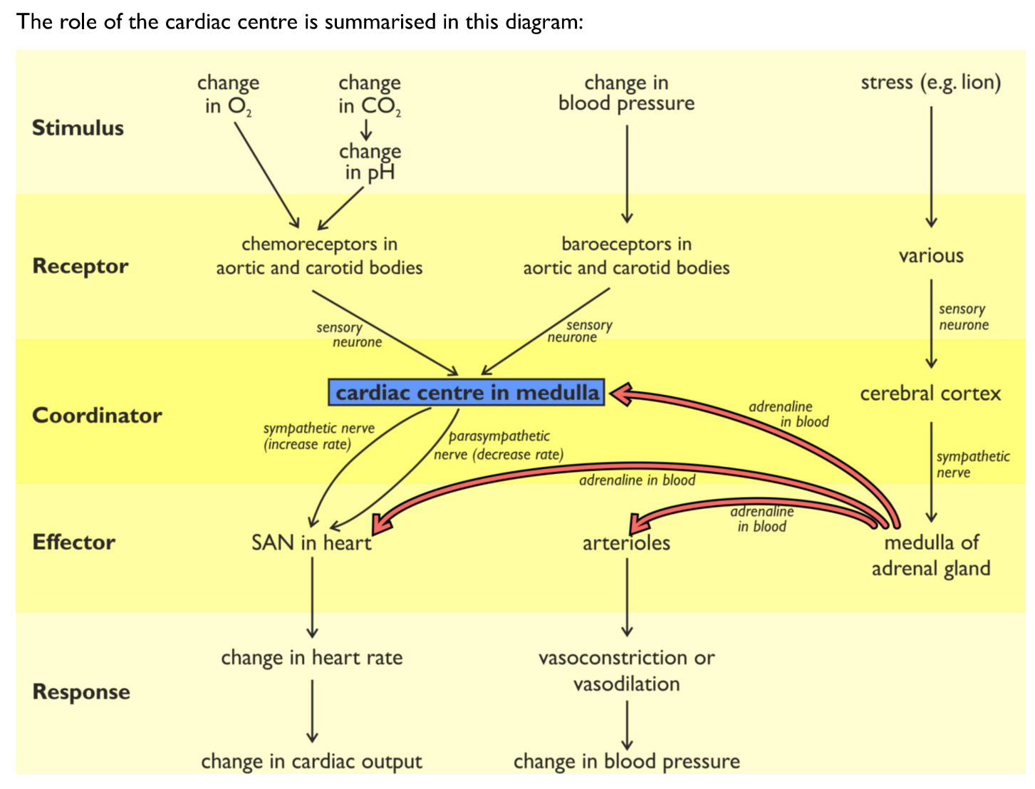 <ol><li><p>When blood pressure falls below normal, the baroreceptors stretch less</p></li><li><p>They send more nerve impulses to the cardio-acceleratory centre of the medulla oblongata that increases heart rate</p></li><li><p>This centre sends impulses via the sympathetic nervous system to the sinoatrial node of the heart, which increases the rate at which the heart beats &amp; causes vasoconstriction (narrowing of blood vessels)</p></li><li><p>This stimulates the release of noradrenaline, which increases the heart rate &amp; strength of contraction</p></li></ol><p></p>