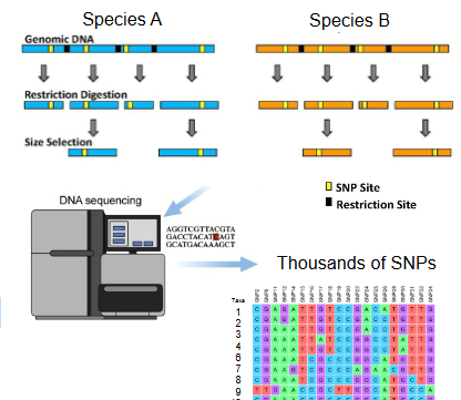 <p>recovering random fragments from the genome</p><p>• Sequence fragments of the genome after digestion with enzymes</p><p>• Researchers usually “distill” the data and only using variable positions: Single Nucleotide Polymorphisms (SNPs)</p><p>• Is the analogous of recovering thousands of random sentences from a book</p>