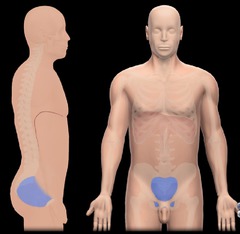 <p>contains internal reproductive organs, bladder, and distal part of colon</p>