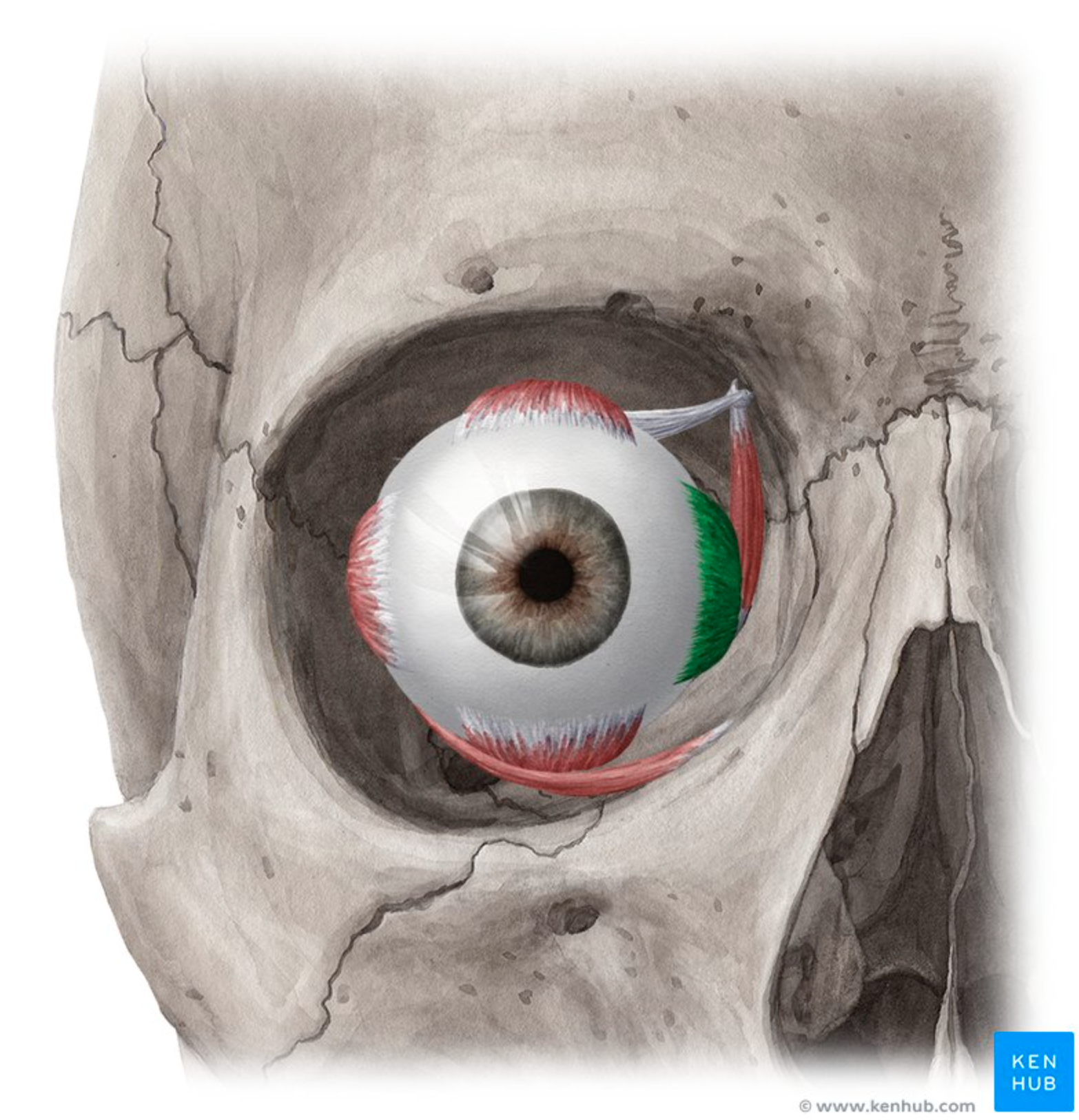 <p>Moves eye <strong>medially</strong> (adduction).</p>