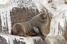 <p>South African &amp; Australian fur seals</p>