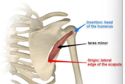 <p>Greater tubercle of humerus</p><p>External rotation of arm; Stabilizes glenohumeral joint</p>