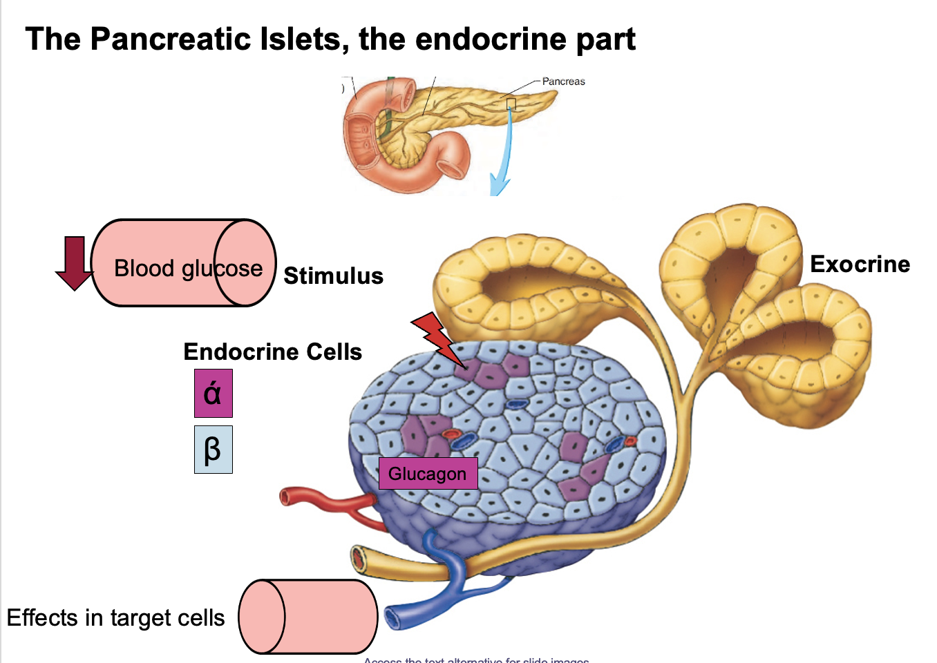 <p>During <strong>prolonged fasting (> 8 hours)</strong> or <strong>prolonged aerobic exercise (> 1.5 hours)</strong>, <strong>blood glucose decreases (hypoglycemia)</strong>.</p><p>This stimulates <strong>alpha (α) cells of the pancreatic islets</strong> to secrete <strong>glucagon</strong>.</p><p>Glucagon travels through the bloodstream to its main target organ:<br><strong>Liver</strong></p><p>Effect of glucagon on liver cells:<br>• stimulates <strong>glycogenolysis</strong> (breakdown of glycogen)<br>• stimulates <strong>gluconeogenesis</strong> (production of new glucose)</p><p>Result:<br><strong>Blood glucose increases back toward normal levels.</strong></p><p>Key principle:<br>This is <strong>negative feedback</strong>, where the hormone response <strong>opposes the original stimulus (low blood glucose)</strong>.</p>