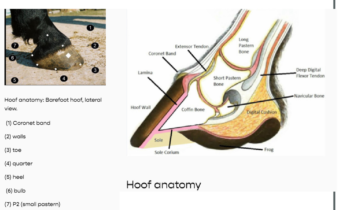 <p>Hoof Imbalance:C.S</p>
