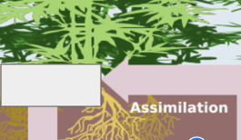 <p>nitrogen cycle: name the step</p>