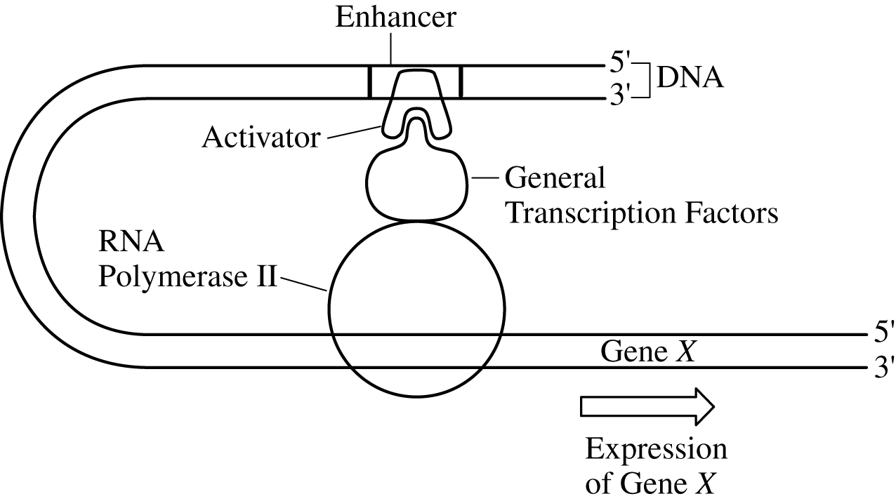 <p>The figure above depicts the DNA-protein complex that is assembled at the transcriptional start site of gene X when the expression of gene X is activated in liver cells. Previous studies have shown that gene X is never expressed in nerve cells. Based on the diagram, which of the following most likely contributes to the specific expression pattern of gene X ?</p>