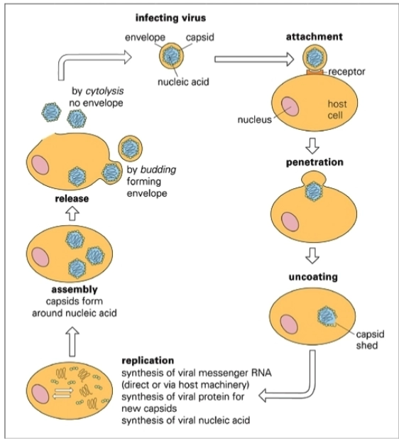 <p></p><p></p><p>1. Attachment (Hechting) </p><p>Het virus (<strong>infecting virus</strong>), bestaande uit genetisch materiaal (<em>nucleic acid</em>), een eiwitjas (<em>capsid</em>) en een vetlaag (<em>envelope</em>), landt op de cel. De plakeiwitten van het virus binden heel specifiek aan een eiwitpoortje op het celmembraan: de <strong>receptor</strong>.</p><p></p><p> 2. Penetration (Binnendringen) </p><p>Nadat het virus zich heeft vastgeankerd, dringt het de gastheercel binnen. Op de afbeelding zie je dat het celmembraan instulpt om het virusdeeltje in zijn geheel op te nemen in het cytoplasma.</p><p></p><p> 3. Uncoating (Uitpakken) </p><p>Eenmaal binnen moet het genetische materiaal vrijkomen om afgelezen te worden. De harde eiwithand om het virus heen valt uit elkaar (<strong>capsid shed</strong>). De blauwe kronkellijn (het DNA of RNA) ligt nu los in de cel.</p><p></p><p> 4. Replication (Kopiëren en Bouwen) </p><p>Dit is de actieve fabriekfase waarin de virusdeeltjes de cel kapen. Er vinden drie dingen tegelijk plaats:</p><ul><li><p>Er wordt viraal mRNA gemaakt (<em>synthesis of viral messenger RNA</em>).</p></li><li><p>De celvloeistof bouwt op basis van dat mRNA nieuwe virale structuureiwitten (<em>synthesis of viral protein for new capsids</em>).</p></li><li><p>Het virale genetische materiaal wordt duizenden keren gekopieerd (<em>synthesis of viral nucleic acid</em>).</p></li></ul><p></p><p> 5. Assembly (In elkaar zetten) </p><p>Alle losse, nieuw gemaakte onderdelen komen samen. De nieuwe eiwitkapsels vouwen zich strak om de gekopieerde strengen genetisch materiaal heen (<strong>capsids form around nucleic acid</strong>). De cel zit nu vol met kant-en-klare, nieuwe virusdeeltjes.</p><p></p><p> 6. Release (Vrijkomen / De uitgang) </p><p>De nieuwe virussen verlaten de cel om nieuwe cellen te infecteren. Dit kan visueel op twee manieren:</p><ul><li><p><strong>By cytolysis (Links):</strong> De cel barst volledig open en sterft. Dit gebeurt bij virussen <strong>zonder</strong> envelop (<em>no envelope</em>).</p></li><li><p><strong>By budding (Rechts):</strong> De virussen duwen zichzelf door het celmembraan naar buiten en snoeren een stukje van dit membraan mee. Hierdoor krijgt het virus zijn vetlaag (<strong>forming envelope</strong>).</p></li></ul><p> </p><p></p><p>→ De cirkel is hiermee rond: het virus dat via <em>budding</em> of <em>cytolysis</em> vrijkomt, start bij een volgende cel weer direct bij stap 1 (<em>attachment</em>).</p>