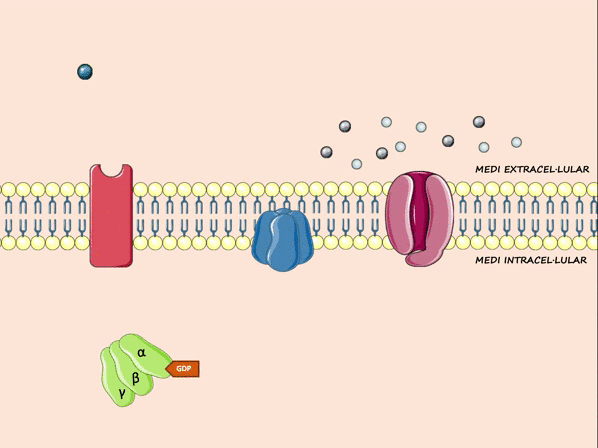 <ul><li><p>large</p></li><li><p>receptor is linked through G-proteins to effecter proteins</p><ul><li><p><strong>heterotrimeric</strong></p><ul><li><p>contain several subunits (alpha, beta, gamma)</p></li><li><p>bound to the inside of the membrane</p></li></ul></li></ul></li></ul><p></p>